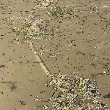 Grass and Weed Interference on Courts